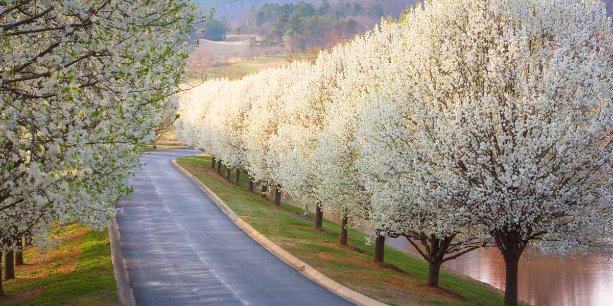 Image of cherry trees