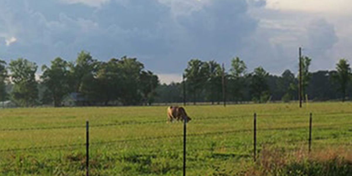 Cow Pasture Image Formatted