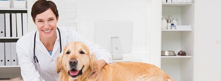 Image of Veterinarian with Dog