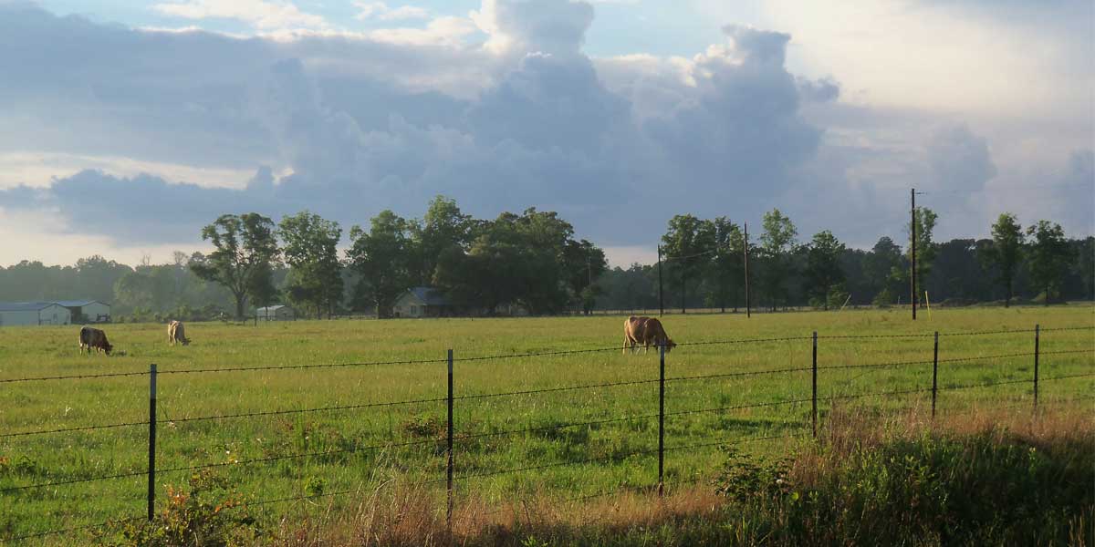 Image of cow pasture