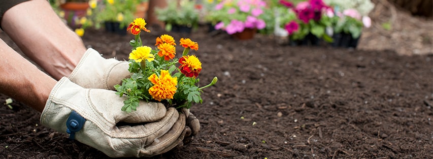 gardening