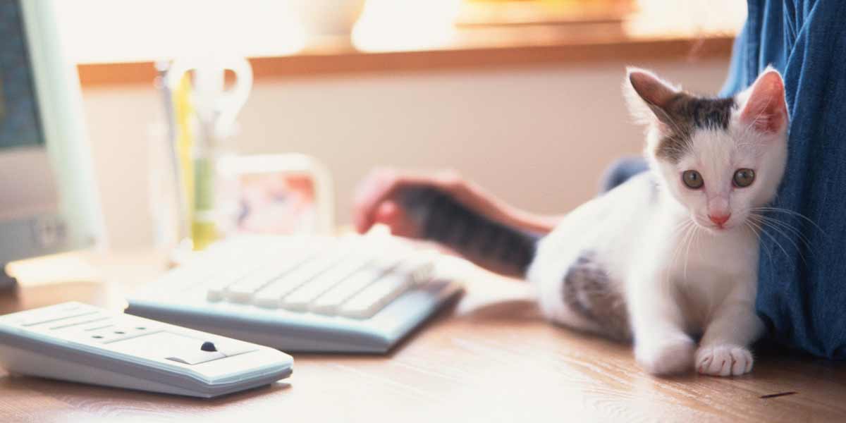 Image of kitten on keyboard