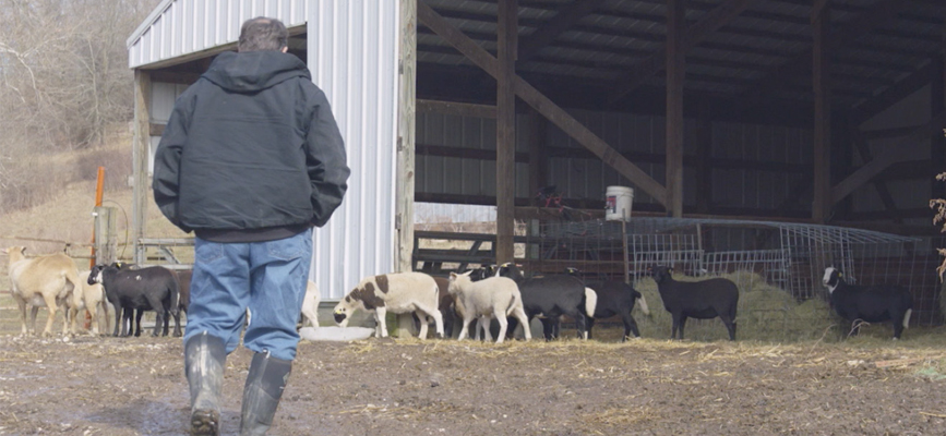 rebman farms