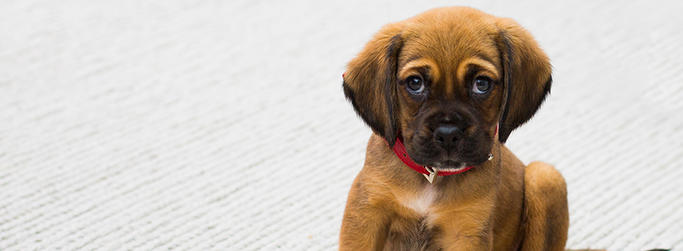 Puppy image
