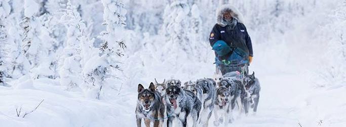 Yukon Quest Race