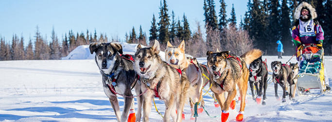 Yukon Race Image