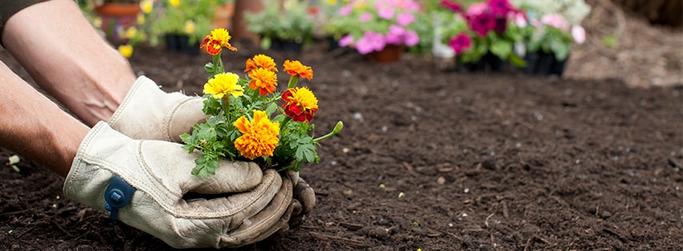 gardening