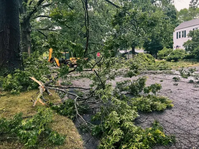 Tree fallen down during hurricane
