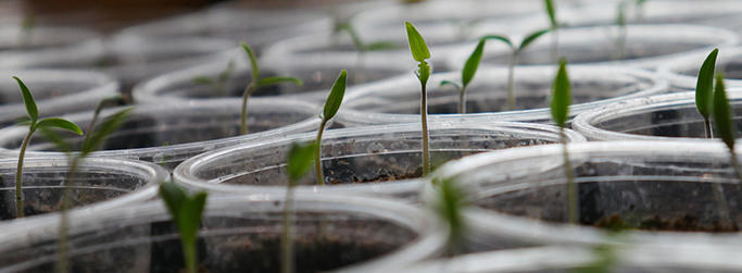 Seed jar image